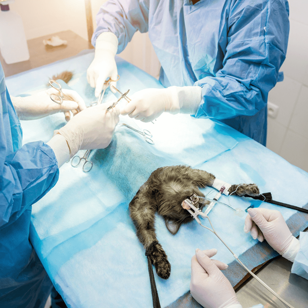 Sebészet méretre vágva